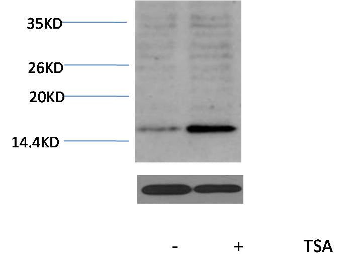 Histone H3 (Acetyl Lys18) Polyclonal Antibody