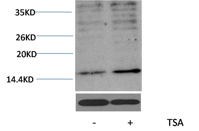 Histone H3 (Acetyl Lys23) Polyclonal Antibody