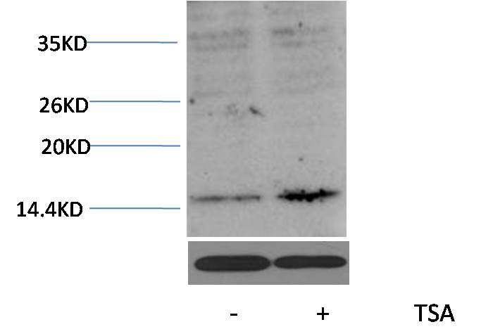Histone H3 (Acetyl Lys27) Polyclonal Antibody
