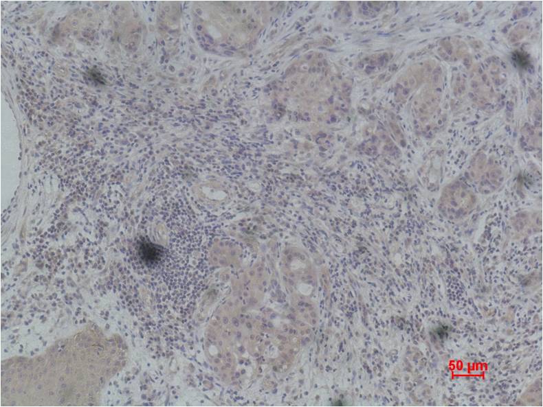 Histone H4 (Phospho Ser47) Polyclonal Antibody