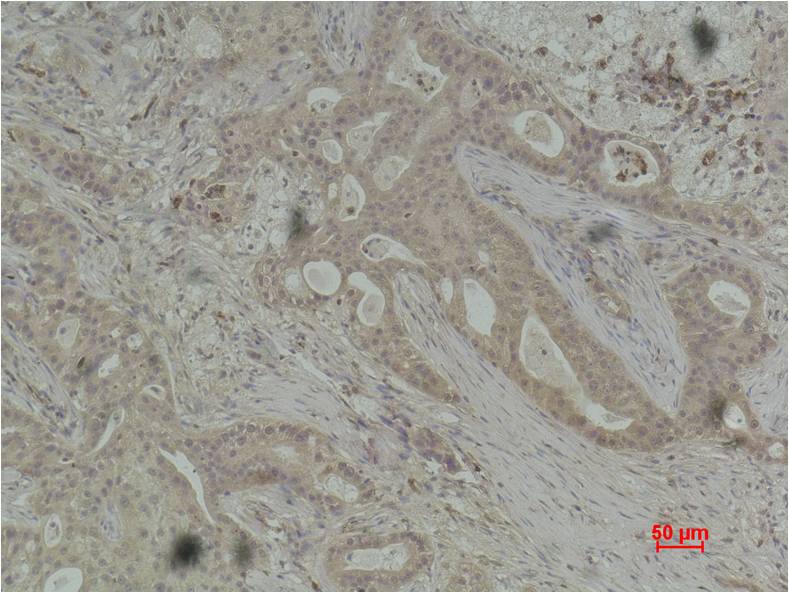 Histone H2B (Phospho Ser32) Polyclonal Antibody