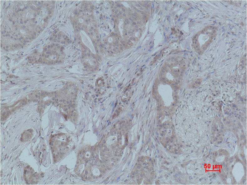 Histone H4 (Di Methyl Lys59) Polyclonal Antibody