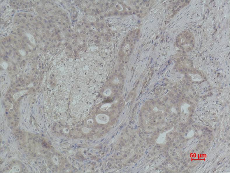 Histone H4 (Tri Methyl Lys59) Polyclonal Antibody