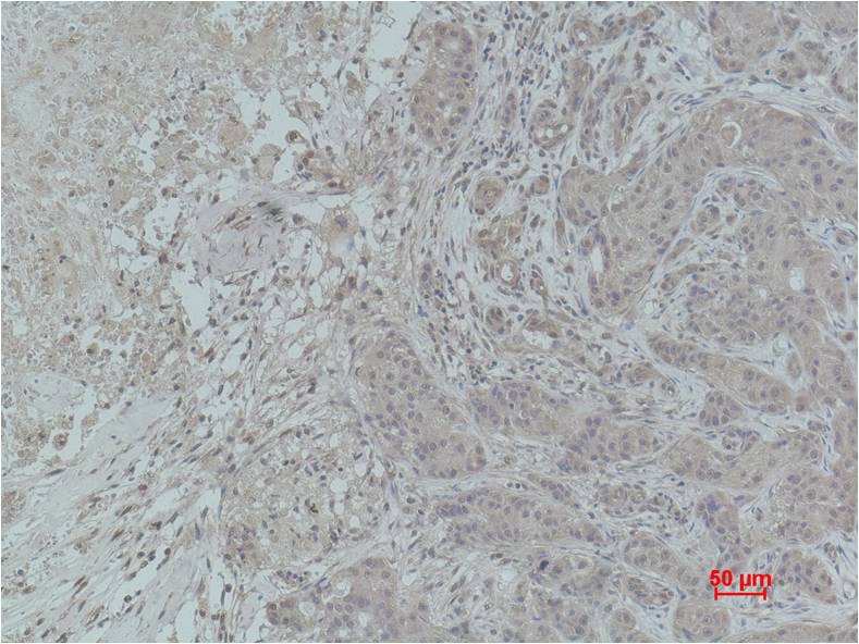 Histone H4 (Mono Methyl Lys79) Polyclonal Antibody