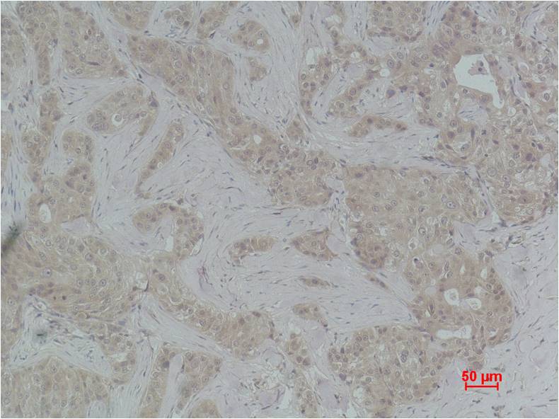 Histone H4 (Di Methyl Lys79) Polyclonal Antibody