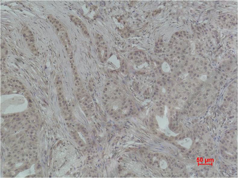 Histone H4 (Tri Methyl Lys79) Polyclonal Antibody