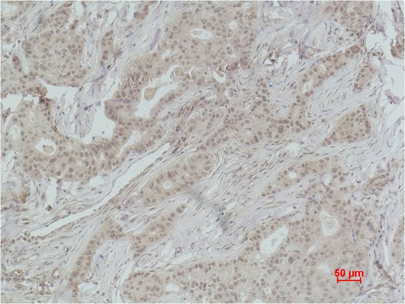 Histone H1 (Di Methyl Lys25) Polyclonal Antibody
