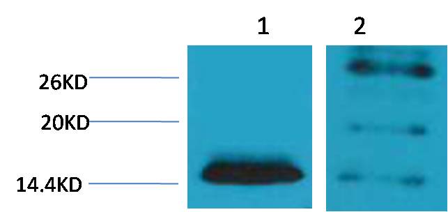 Histone H2B (Di Methyl Lys5) Polyclonal Antibody