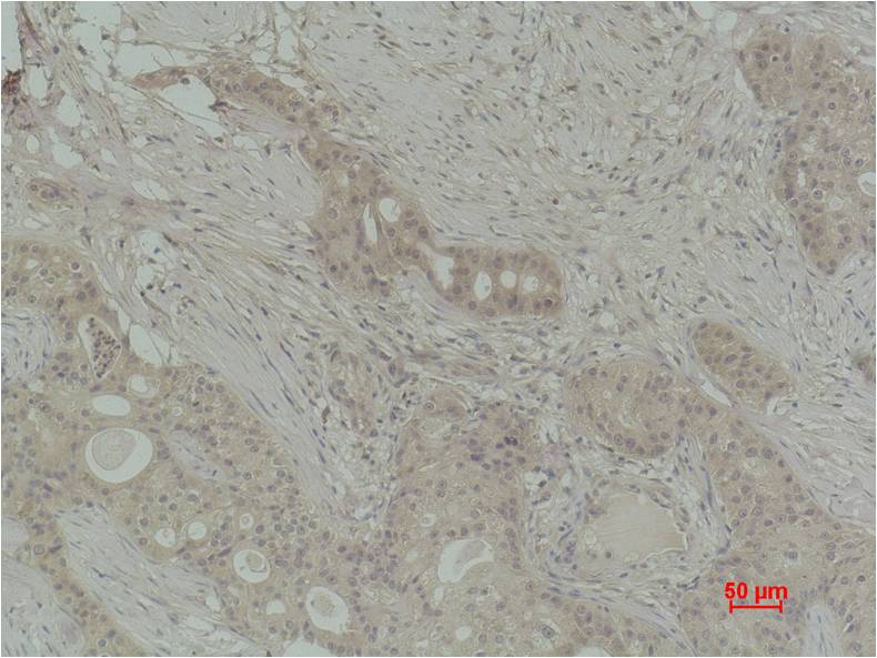 Histone H2B (Di Methyl Lys43) Polyclonal Antibody