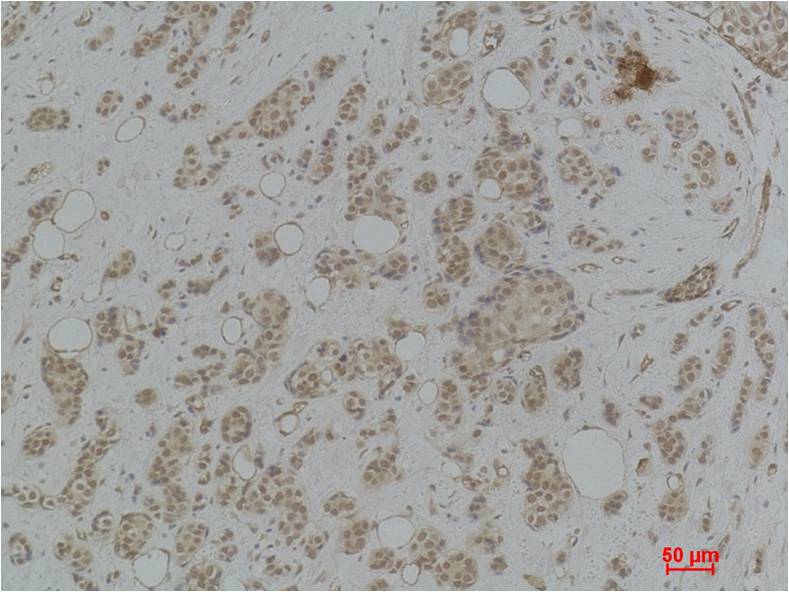 Histone H2B (Tri Methyl Lys43) Polyclonal Antibody