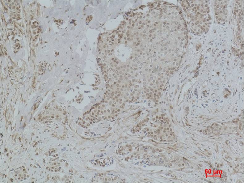 Histone H3 (Acetyl Lys36) Polyclonal Antibody