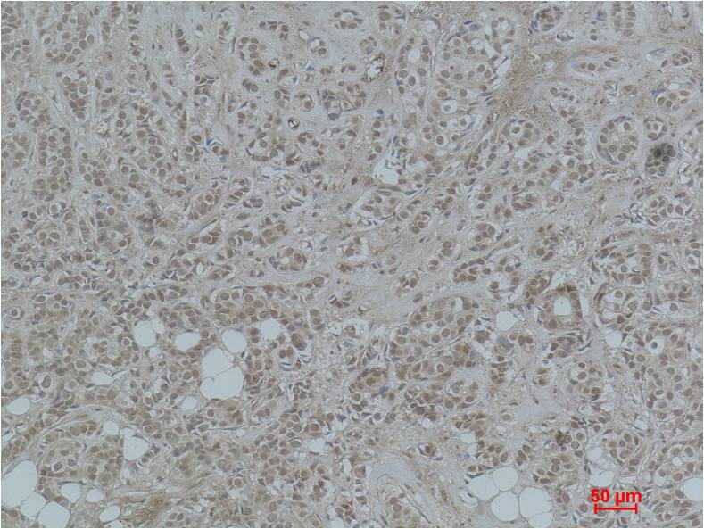 Histone H3 (Acetyl Lys56) Polyclonal Antibody