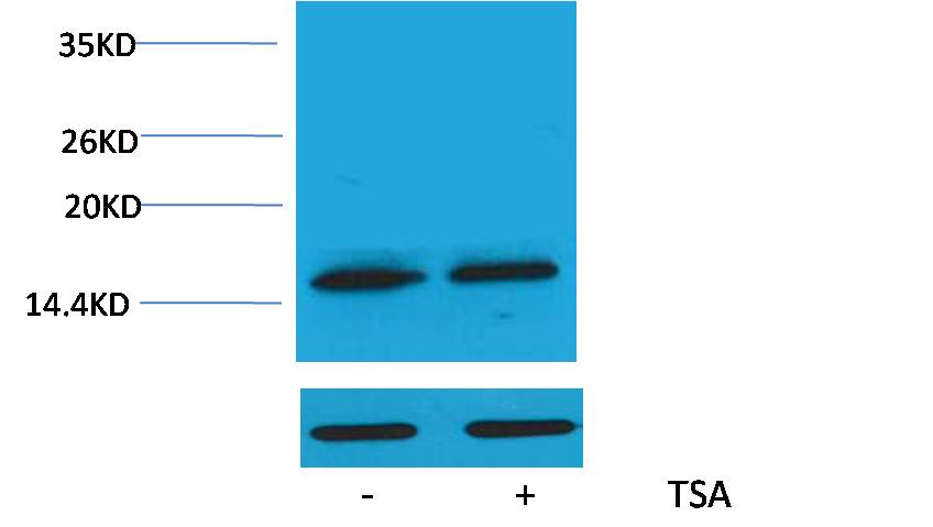 Histone H3 (Acetyl Lys79) Polyclonal Antibody