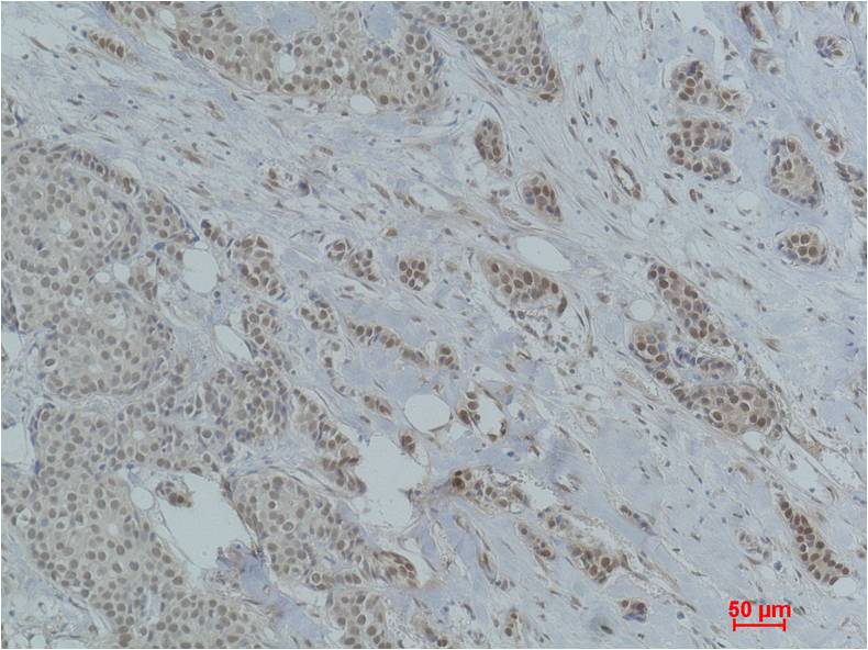 Histone H2A (Acetyl Lys5) Polyclonal Antibody