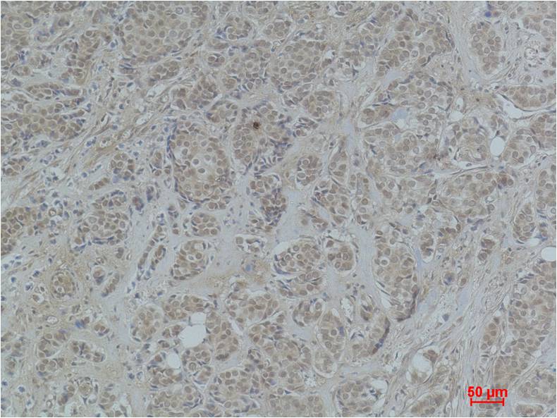 Histone H2A (Acetyl Lys9) Polyclonal Antibody