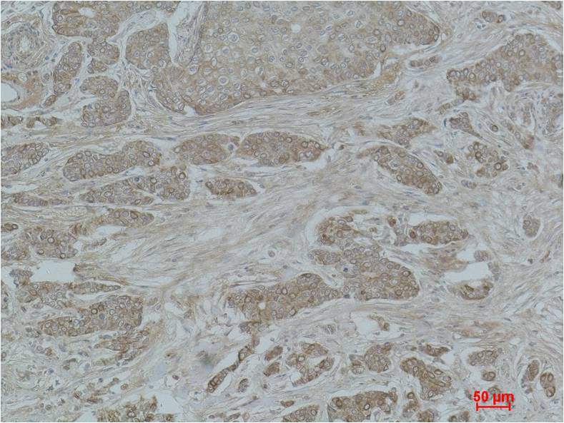 Histone H2A (Acetyl Lys15) Polyclonal Antibody