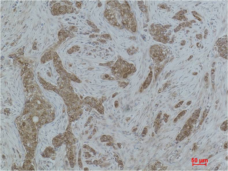 Histone H2A.Z (Acetyl Lys7) Polyclonal Antibody