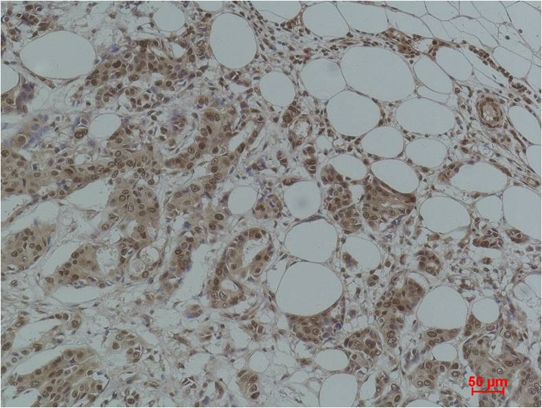 Histone H2B (Acetyl Lys12) Polyclonal Antibody