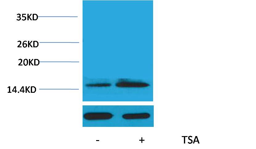 Histone H2B (Acetyl Lys15) Polyclonal Antibody