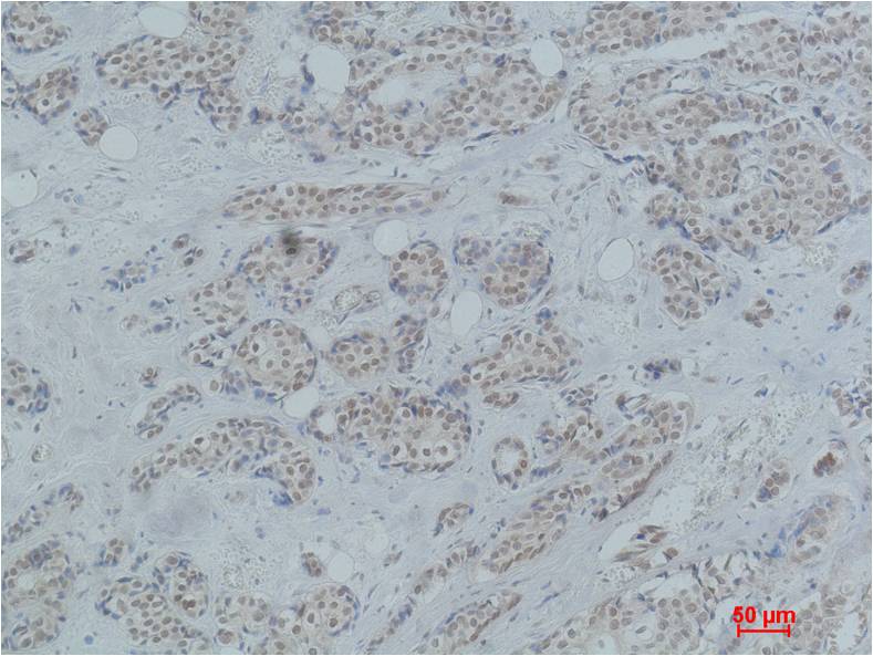 Histone H2B (Acetyl Lys23) Polyclonal Antibody