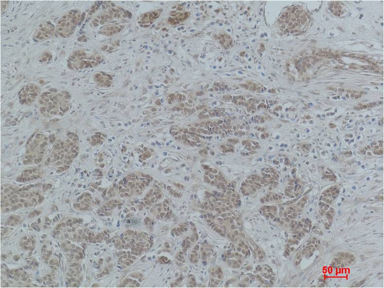 Histone H4 (Acetyl Lys5) Polyclonal Antibody