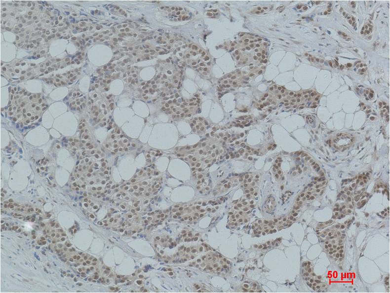 Histone H4 (Acetyl Lys12) Polyclonal Antibody