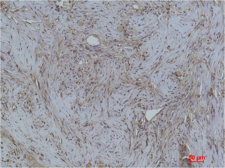 Histone H1 (Phospho Thr3) Polyclonal Antibody