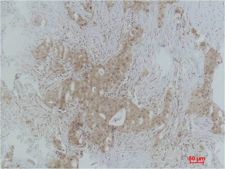 Histone H2A.X (Phospho Ser139) Polyclonal Antibody
