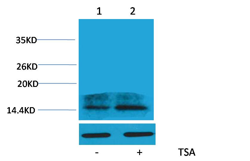 Histone H2A.Z (Acetyl Lys4) Polyclonal Antibody