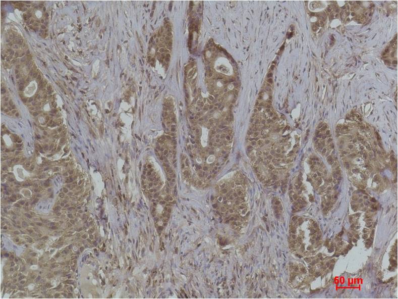 Histone H2A.Z (Acetyl Lys4) Polyclonal Antibody