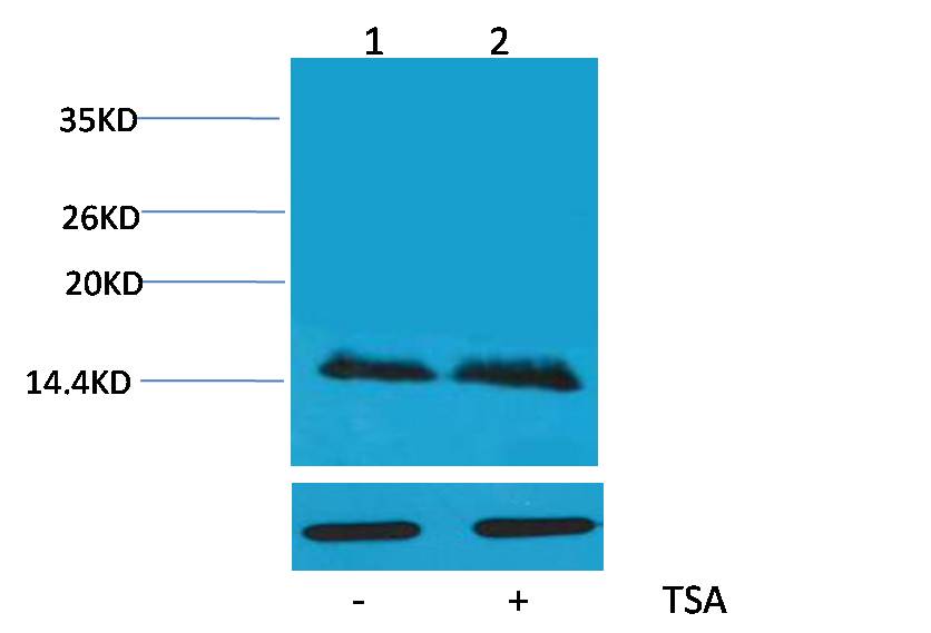 Histone H2B (Acetyl Lys5) Polyclonal Antibody