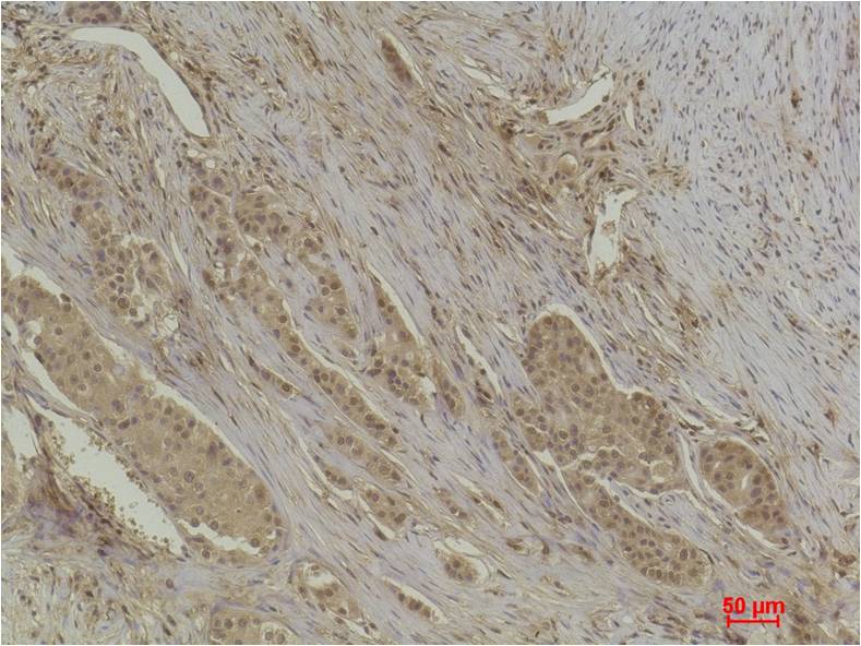 Histone H4 (Acetyl Lys16) Polyclonal Antibody