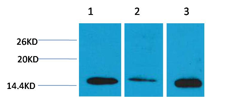 Histone H3 (Di Methyl Lys4) Polyclonal Antibody