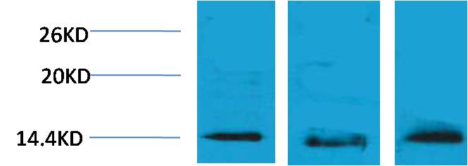 Histone H2B (Tri Methyl Lys5) Polyclonal Antibody