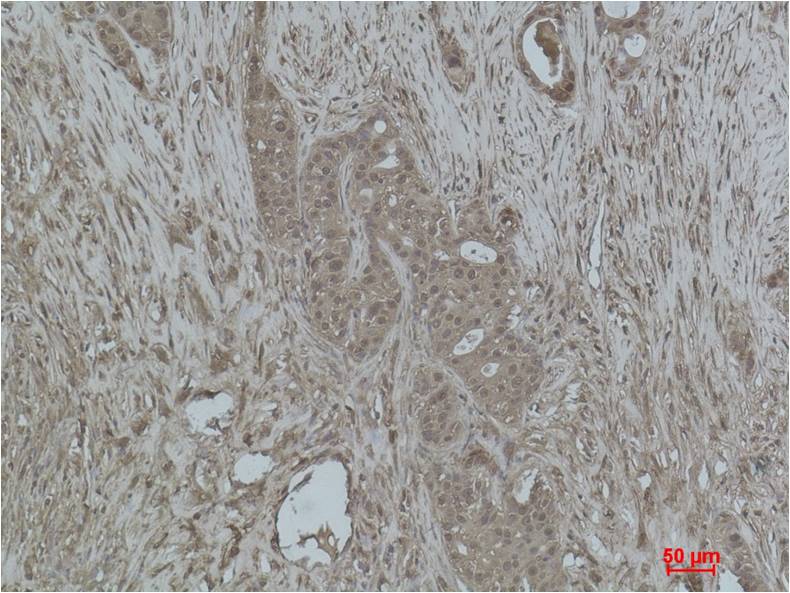 Histone H3 (Mono Methyl Lys27) Polyclonal Antibody