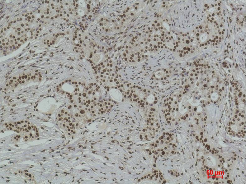 Histone H3 (Di Methyl Lys36) Polyclonal Antibody