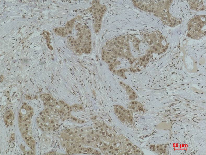 Histone H3 (Di Methyl Lys79) Polyclonal Antibody