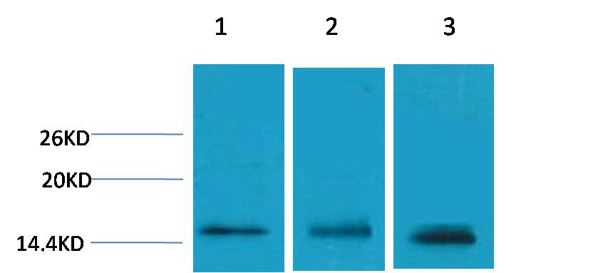 Histone H3 (Tri Methyl Lys79) Polyclonal Antibody
