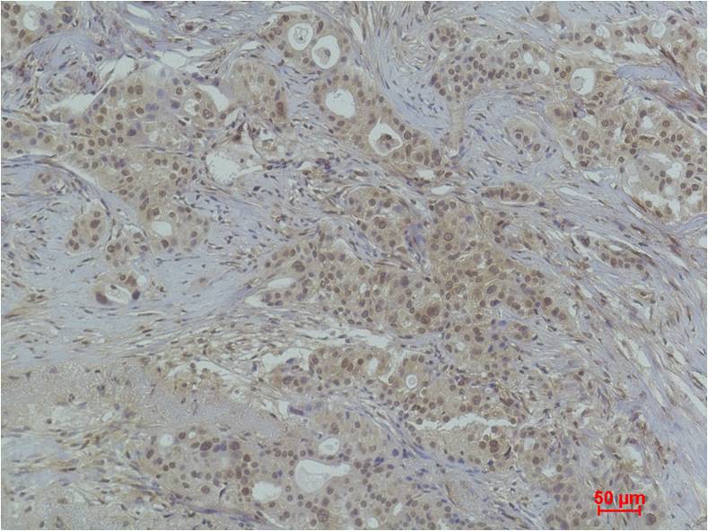 Histone H3 (Tri Methyl Lys79) Polyclonal Antibody
