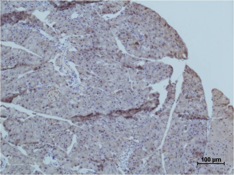 TRIM72 MG53 Polyclonal Antibody