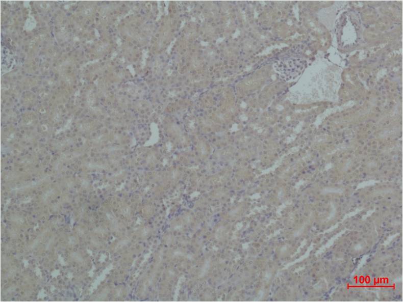 HSP90 Alpha Polyclonal Antibody (F164)
