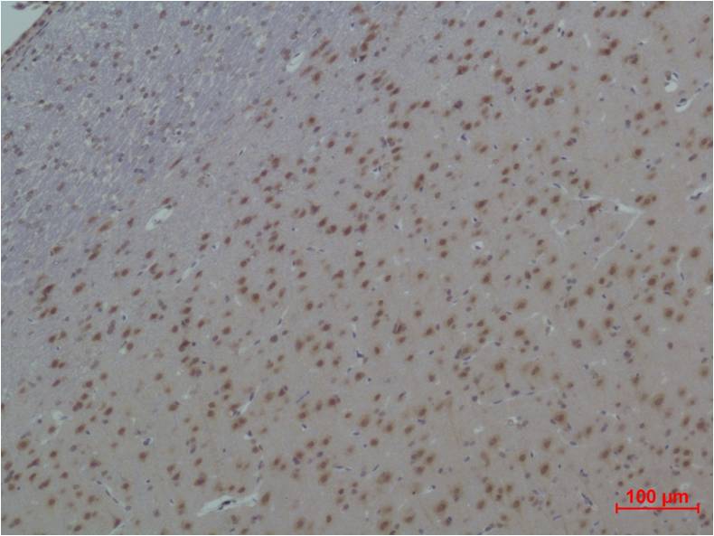 14-3-3 epsilon Polyclonal Antibody
