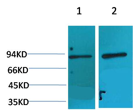 HIF-1 Beta ARNT Polyclonal Antibody (F144)