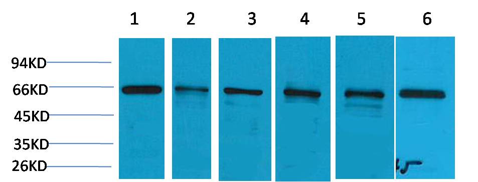 AMPK Alpha1 Polyclonal Antibody (F105)