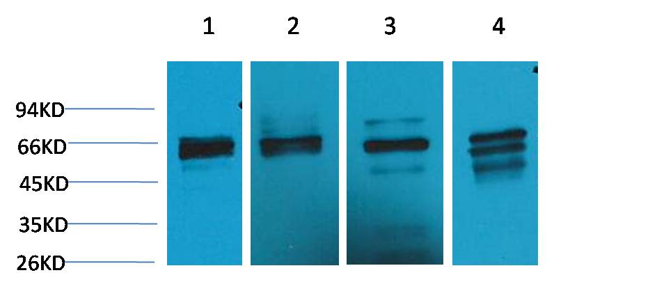 Beclin-1 Polyclonal Antibody (F121)
