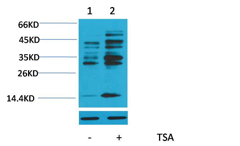 Histone H4 (Acetyl Lys8) Polyclonal Antibody