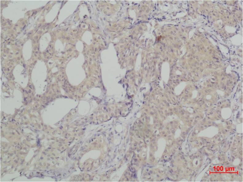 SLUG Polyclonal Antibody (TDY201)