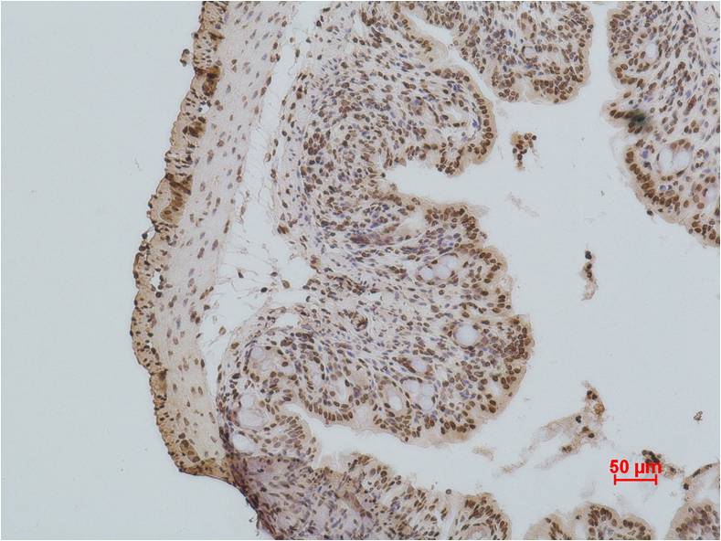 Histone H2A.X Polyclonal Antibody (A280)