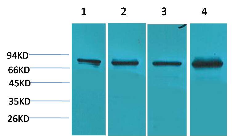 PI3 Kinase P85Alpha Polyclonal Antibody (F217)