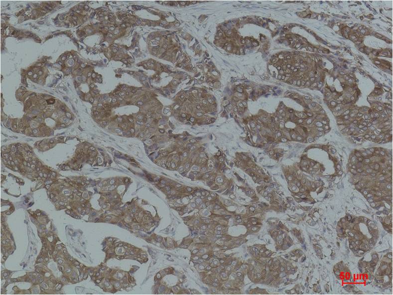 Calnexin Polyclonal Antibody (F272)